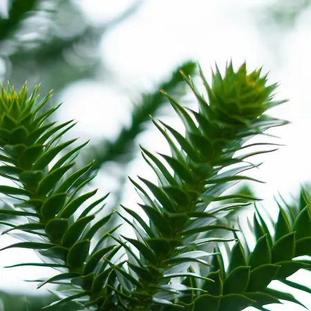 Le Araucaria