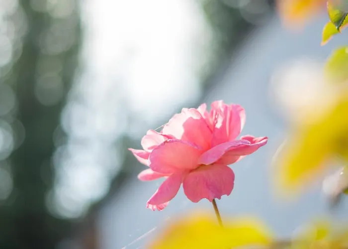 Le Araucaria * Le Tilleul